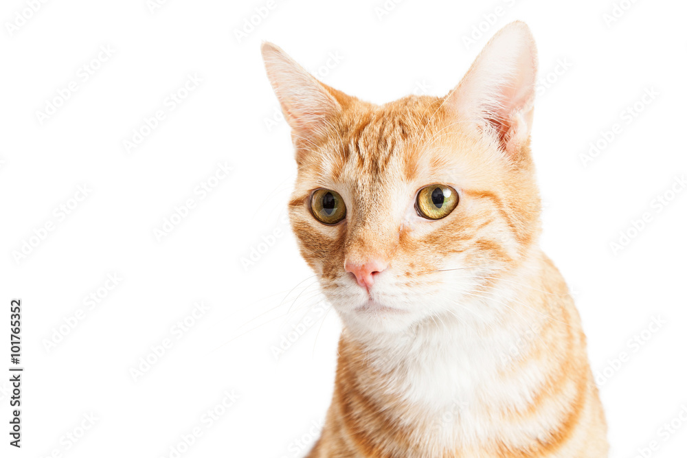 Orange Tabby Cat Closeup Over White Orange Tabby Cat Closeup Over White