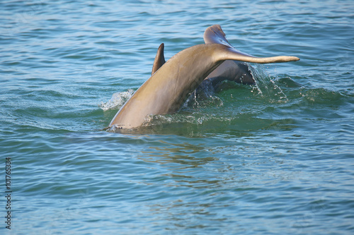 Fototapeta Tail of diving Common bottlenose dolphin