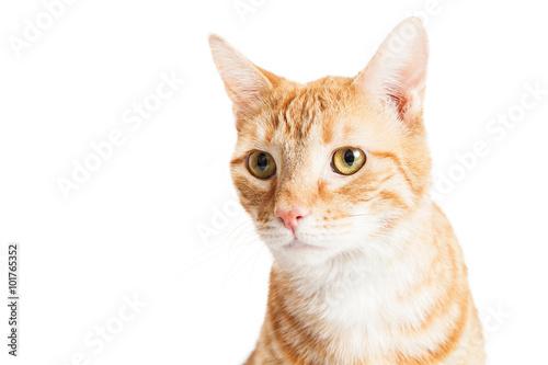 Orange Tabby Cat Closeup Over White