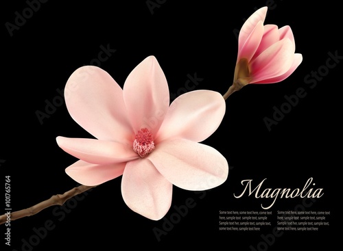 Fototapeta Naklejka Na Ścianę i Meble -  Branch with two pink magnolia flowers. Vector.