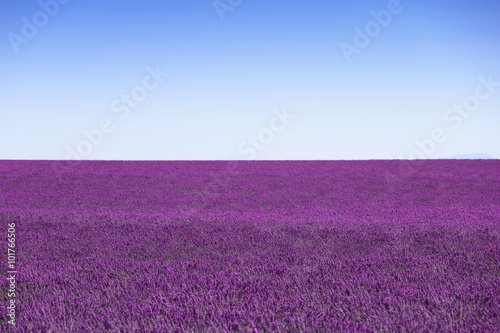 Fototapeta Naklejka Na Ścianę i Meble -  Lavender flowers blooming field horizon as background, pattern o