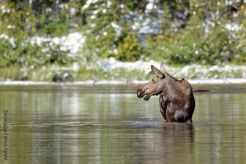 A female moose (cow) (Alces alces) feeds in a small lake in Glacier National Park the morning after an early season snow.
