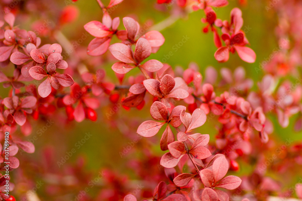 Ταπετσαρία Fruits and leaves of the ornamental japanese barberry (Berberis thunbergii)