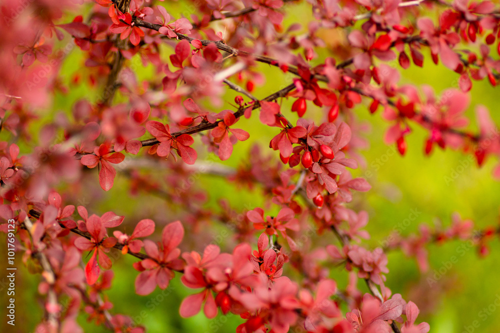 Fruits and leaves of the ornamental japanese barberry (Berberis thunbergii). Fruits and leaves of the ornamental japanese barberry (Berberis thunbergii).