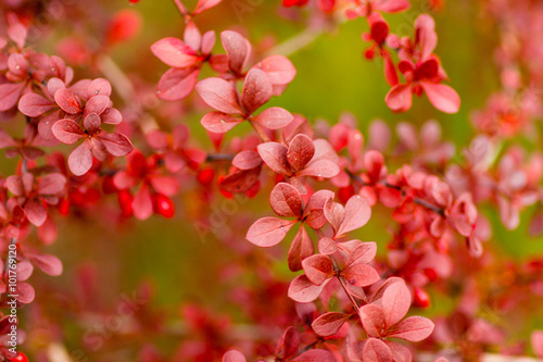 Fruits and leaves of the ornamental japanese barberry (Berberis thunbergii).