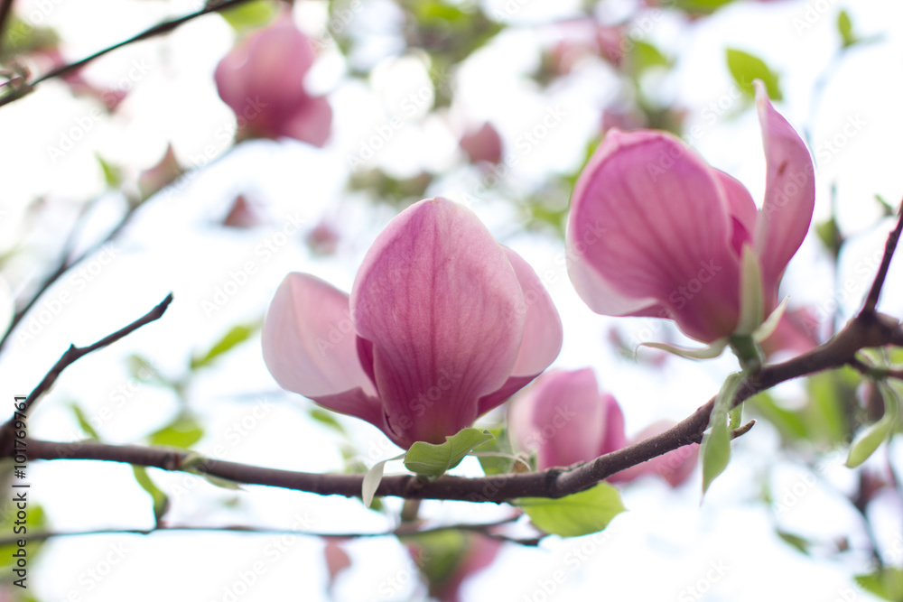 Naklejka premium two flowers of blooming magnolia