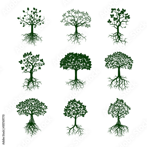 Collection of Green Trees and Roots. Vector Illustration.