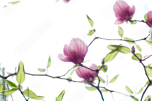 Spring blooming magnolia
 photo