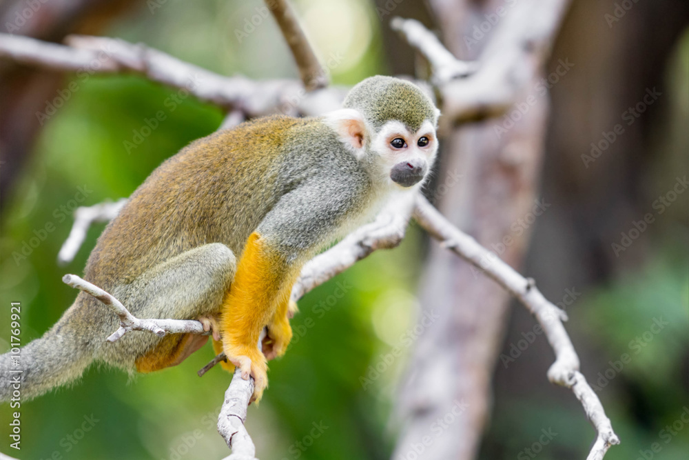Squirrel Monkey small Squirrel Monkey small