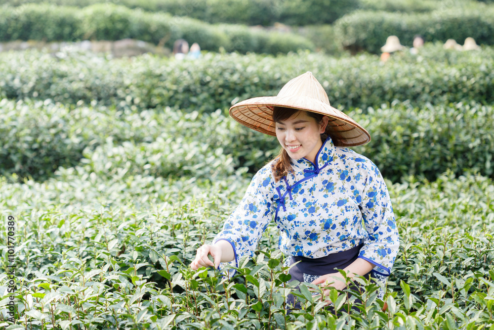 asian pretty tea-picking girl in plantation