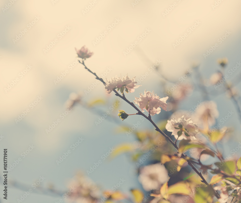 Beautiful spring background, blossoming tree on a background of