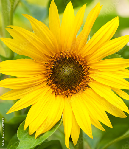 sunflower close-up © olezzo