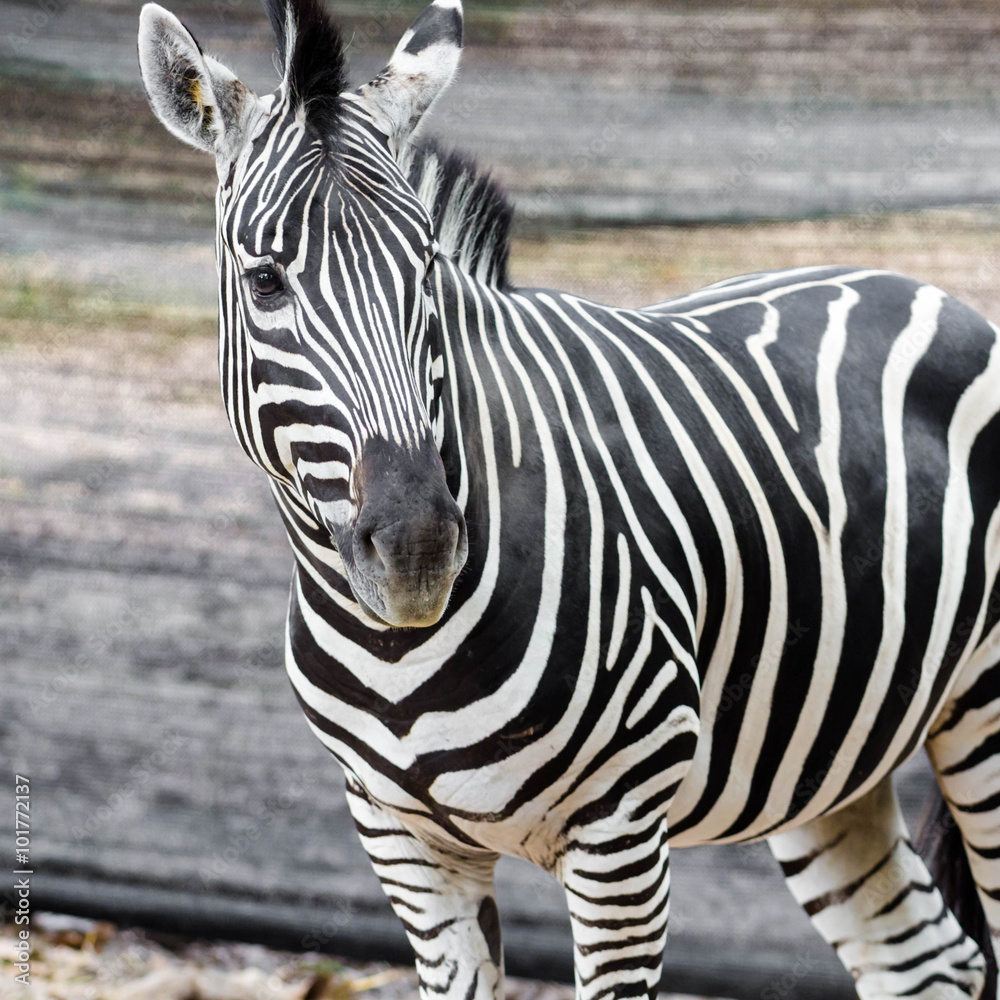 Naklejka premium Zebra