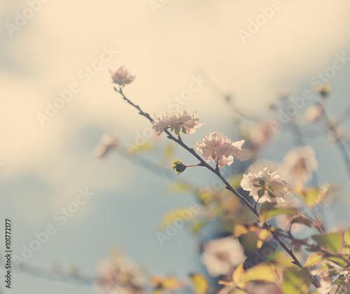 Beautiful spring background, blossoming tree on a background of © olezzo