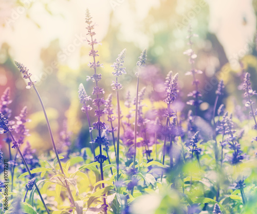 Fototapeta Naklejka Na Ścianę i Meble -  beautiful summer background, lavender field, close up