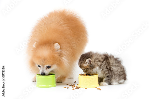 Fototapeta Naklejka Na Ścianę i Meble -  Little Pomeranian dog and Persian cat eating food together on isolated