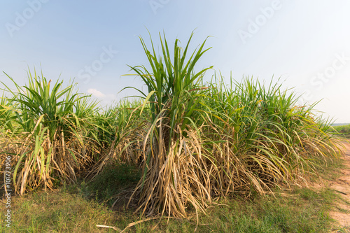 sugar cane field