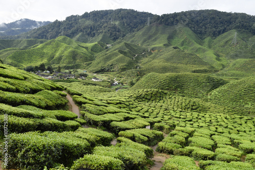 Cameron Highlands Tea Plantation Malaysia