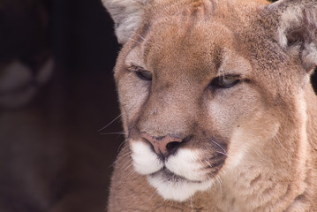 Crédence de cuisine Puma Lion des montagnes en territoire rocheux  © Jeff McGraw