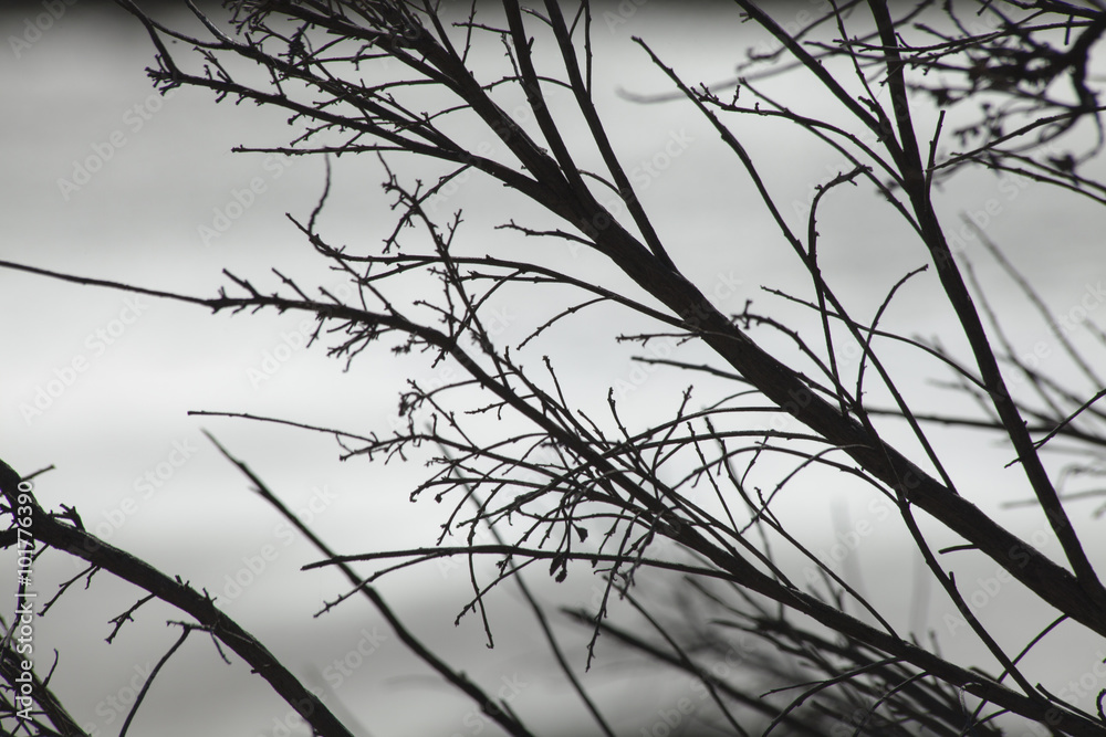 Branches and evening water background Branches and evening water background