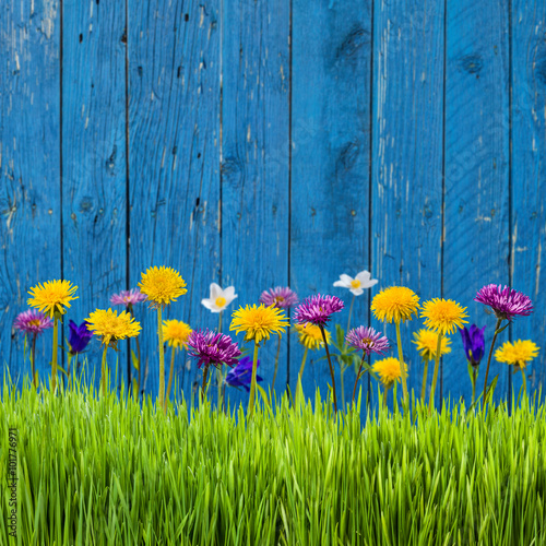 Fototapeta Naklejka Na Ścianę i Meble -  Grass and flowers