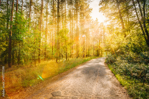 Path Road Way Pathway On In Summer Sunny Forest at Sunset or Sun © Grigory Bruev