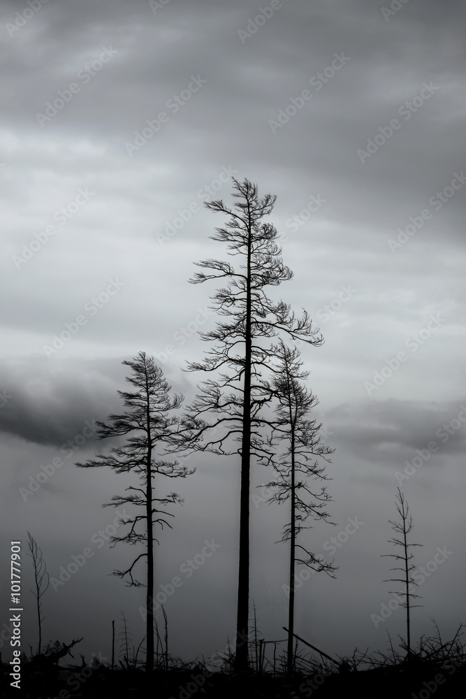 trees after forest fire trees after forest fire