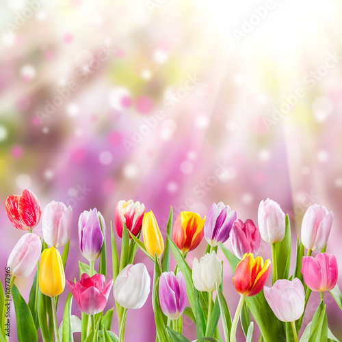 Fototapeta Naklejka Na Ścianę i Meble -  Spring meadow
