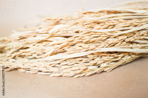 Paddy or rice grain (oryza) on brown background