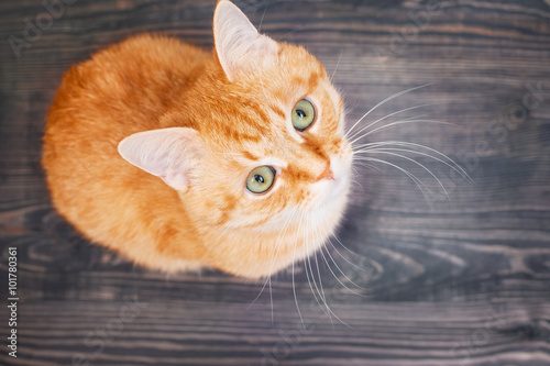 Fotografi Cat sitting on the wooden floor