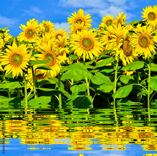 Yellow sunflowers on blue sky