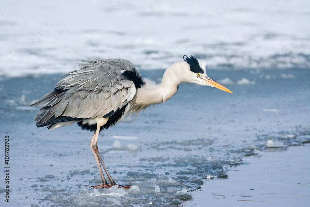 Grey Heron standing in the snow, a cold winter day Grey Heron standing in the snow, a cold winter day