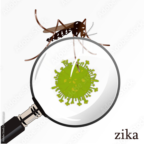 Virus zika à la loupe