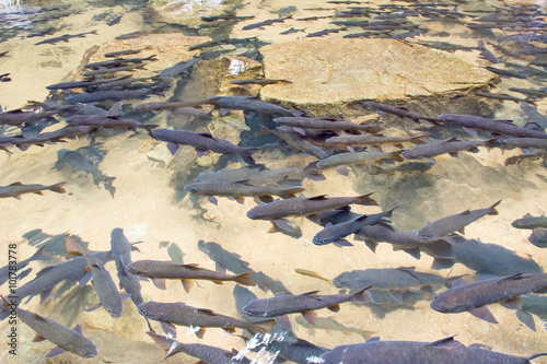 Selective focus of Many Fish in clear water at Namtokphlio Natio photo