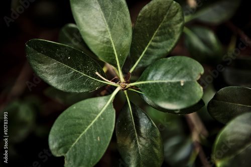 Green leaves on the dark background, Shallow Focus