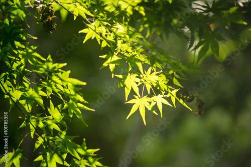 green maple leaves