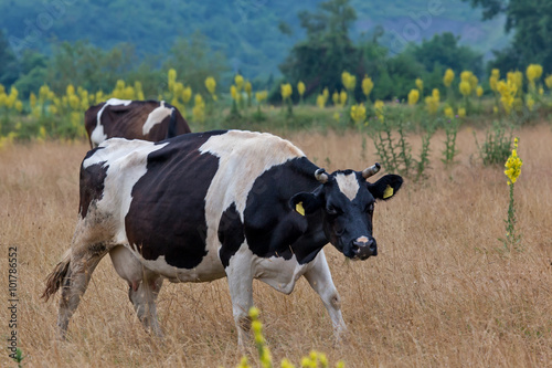 Fototapeta Naklejka Na Ścianę i Meble -  Cows graze in the meadow 5