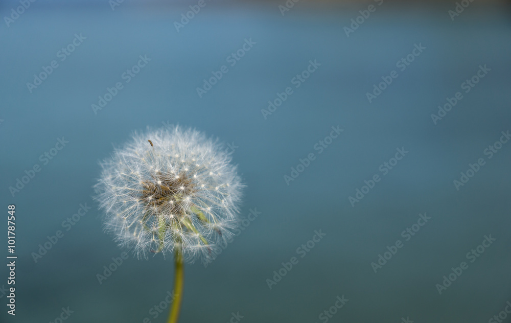 Dandelion seed head with blue sea in background. Seeds intact.