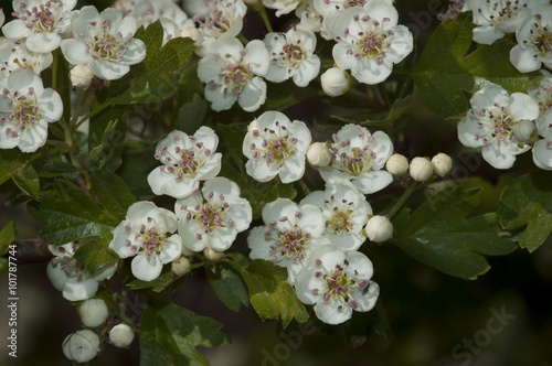 Crataegus monogyna photo