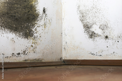 Mold and dampness attacking the wall and the floor, and spreading up to the ceiling.
