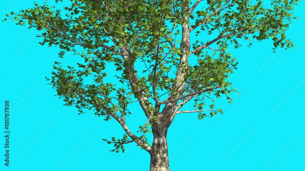 London Plane Chroma Key Blue Screen Tree Green Leaves Branches Tree is Swaying at the Wind in Sunny Day Sun Shines Summer Computer Generated Animation London Plane Chroma Key Blue Screen Tree Green Leaves Branches Tree is Swaying at the Wind in Sunny Day Sun Shines Summer Computer Generated Animation