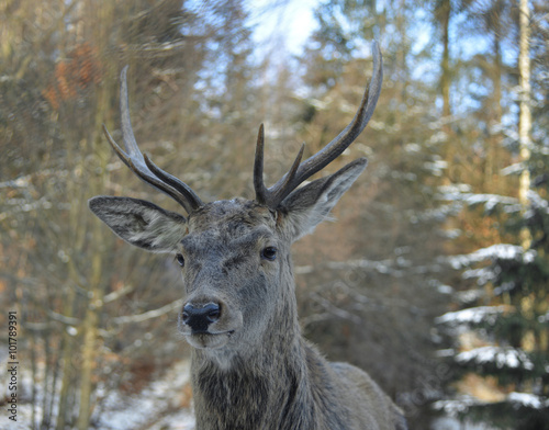 Deer close-up © ggaallaa
