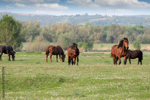Herd of horses on field