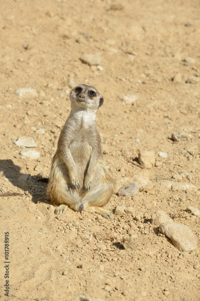 meerkat in desert