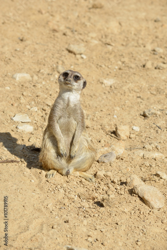 meerkat in desert © ggaallaa