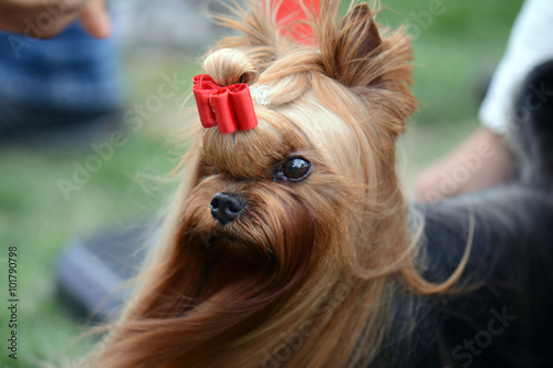 Fototapeta Naklejka Na Ścianę i Meble -  Öfkeli Cici Kız