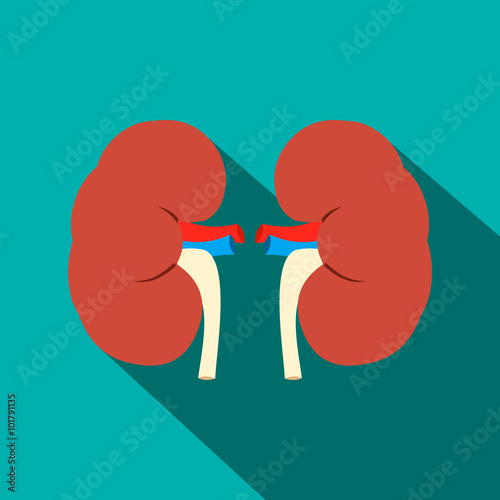 Human kidney flat icon with shadow 