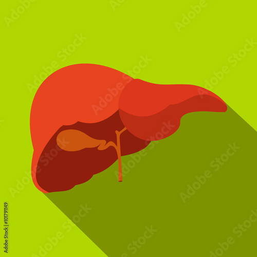Human liver flat icon with shadow