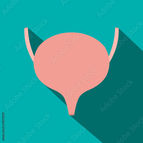 Bladder flat icon with shadow 