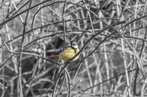 Little cute blue tit sitting on a branch under winter sunlight